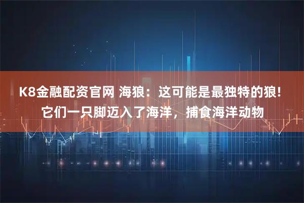 K8金融配资官网 海狼：这可能是最独特的狼! 它们一只脚迈入了海洋，捕食海洋动物