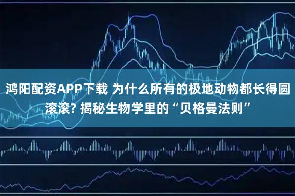 鸿阳配资APP下载 为什么所有的极地动物都长得圆滚滚? 揭秘生物学里的“贝格曼法则”